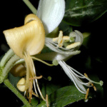 16 Honeysuckle, Lonicera Caprifolium, Geiblatt 
