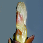 7 Chestnut Bud, Aesculus hippocastanum, Knospe der Rosskastanie 