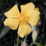 26 Rock Rose, Helianthemum nummularium, Gelbes Sonnenrschen