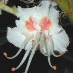 35 White Chestnut, Aesculus hippocastanum, Rosskastanie, Weie Kastanie
