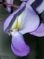 wistaria--glyzine--wisteria-sinensis_400x533_s.jpg