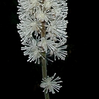 black-cohosh - kalifornische Essenz - MFCalifornica von FloraCura Miriana