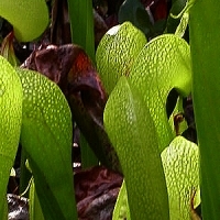 california-pitcher-plant - kalifornische Essenz - MFCalifornica von FloraCura Miriana