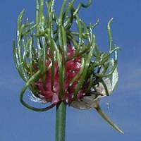 garlic - kalifornische Essenz - MFCalifornica von FloraCura Miriana