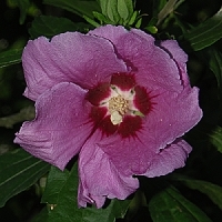 hibiscus - kalifornische Essenz - MFCalifornica von FloraCura Miriana