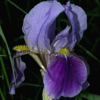 iris - kalifornische Essenz - MFCalifornica von FloraCura Miriana