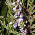 14 Heather, Calluna vulgaris, Schottisches Heidekraut