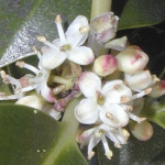 15 Holly, Ilex aquifolium, Stechpalme 