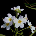 34 Water Violet, Hottonia palustris, Sumpfwasserfeder