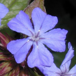Die Flora Cura Group: MirianaFlowers, MirianaPet, Fortem Flowers, Reichwein Remedies