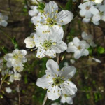6 Cherry Plum, Prunus cerasifera, Kirsch-Pflaume