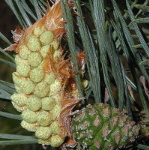 24 Pine, Pinus sylvestris, Schottische Kiefer 