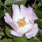 37 Wild Rose, Rosa canina, Heckenrose, Wilde Rose, Zaunrose