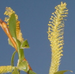 38 Willow, Salix vitellina, Gelbe Weide