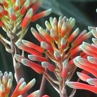 aloe-vera - kalifornische Essenz - MFCalifornica von FloraCura Miriana
