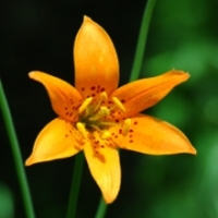 alpine-lily - kalifornische Essenz - MFCalifornica von FloraCura Miriana