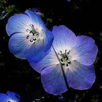 baby-blue-eyes - kalifornische Essenz - MFCalifornica von FloraCura Miriana