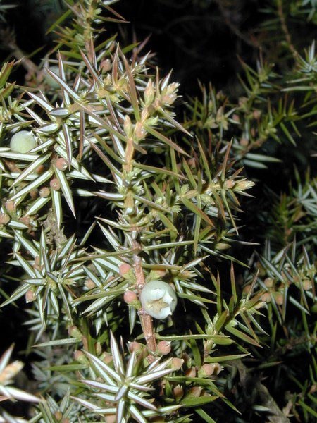 common-juniper--wacholder--juniperus-communis-linne_1200x1600_s.JPG
