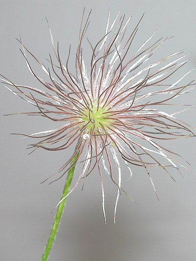 common-pasque-flower--kuechenschelle--pulsatilla-vulgaris_400x533_s.jpg