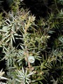 common-juniper--wacholder--juniperus-communis-linne_1200x1600_s.JPG