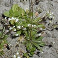 common-whitlowgrass--fruehlingshungerbluemchen--erophila_verna_600x800_s.jpg
