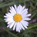 daisy--gaensebluemchen--bellis-perennis_600_s_1.jpg
