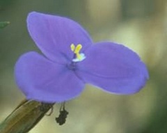 bush-iris.jpg