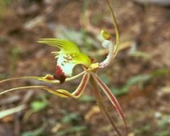 green-spider-orchid.jpg