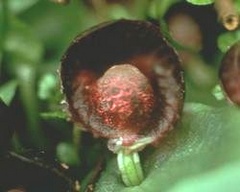 red-helmet-orchid.jpg