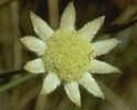 little-flannel-flower.jpg