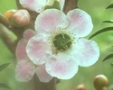 peach-flowered-tea-tree.jpg