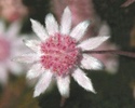 pink-flannel-flower.jpg