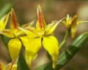 yellow-cowslip-orchid.jpg
