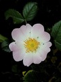 wild-rose--rosa-canina_400x533_s_2.jpg