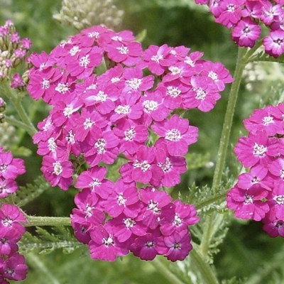 pink-yarrow-rosa-schafgarbe-achillea-millefolium-var-rubra-400x400.jpg