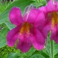 purple-monkeyflower-purpur-gauklerblume-mimulus-kellogii-200x200.jpg