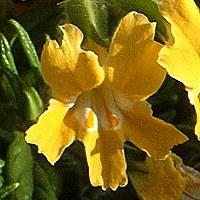 sticky-monkeyflower-klebrige-gauklerblume-mimulus-aurantiacus-200x200.jpg