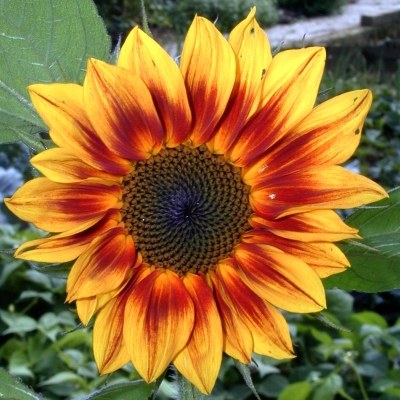 sunflower-sonnenblume-helianthus-annuus-400x400.jpg