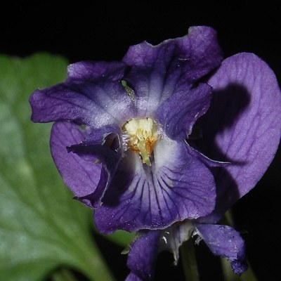 violet--veilchen--viola-odorata-400x400.jpg