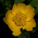 buttercup--hahnenfuss--ranunculus-occidentalis-400x400.jpg