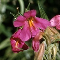pink-monkeyflower-rosa-gauklerblume-mimulus-lewisii-400x400.jpg