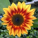 sunflower-sonnenblume-helianthus-annuus-400x400.jpg