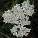yarrow-weisse-schafgarbe-alchillea-millefolium-400x400.jpg