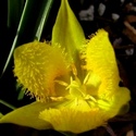 yellow-star-tulip-gelbe-wildtulpe-calochortus-monophyllus-300x300.jpg