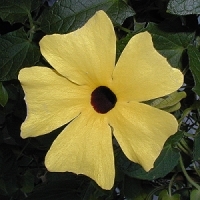 black-eyed-susan - kalifornische Essenz - MFCalifornica von FloraCura Miriana