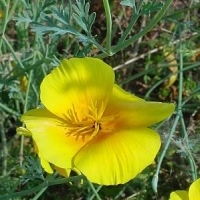 california-poppy - kalifornische Essenz - MFCalifornica von FloraCura Miriana