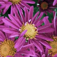 chrysanthemum - kalifornische Essenz - MFCalifornica von FloraCura Miriana