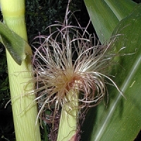 corn - kalifornische Essenz - MFCalifornica von FloraCura Miriana