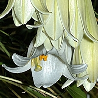 easter-lily - kalifornische Essenz - MFCalifornica von FloraCura Miriana