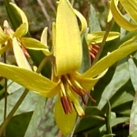 fawn-lily - kalifornische Essenz - MFCalifornica von FloraCura Miriana
